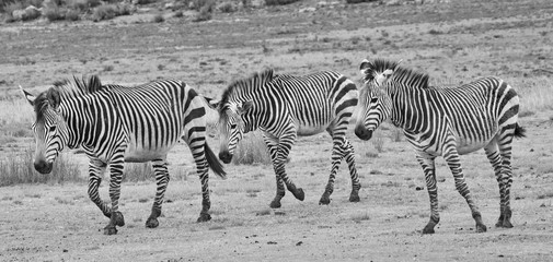 Fototapeta na wymiar Zebra-Streifen im Dreier Pack schwarzweiß