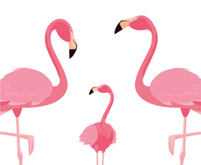 elegant flamingo birds family