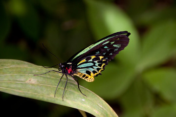 Butterfly on leaf