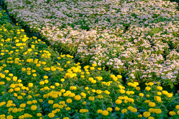 colorful flower in the garden