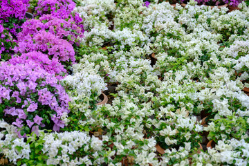 Fototapeta premium colorful flower in the garden