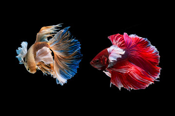 art of siamese fiter fish