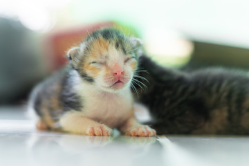 Fototapeta na wymiar A newborn kitten