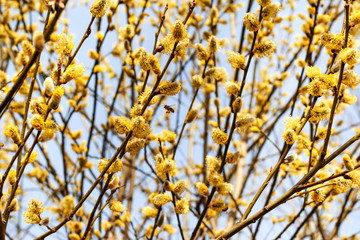 Honey Bee collecting pollen from Goat Willow, spring flowering, collecting honey.