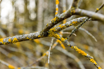 Yellow tinge on the branches. Sick trees