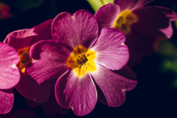  violet