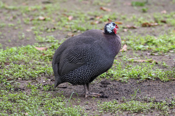 The big guinea fowl is standing in grasslands.