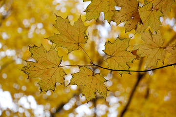 Yellow Canada maple leaf