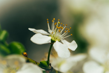white flowers of a tree