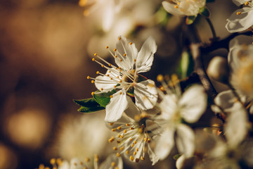white flowers of a tree