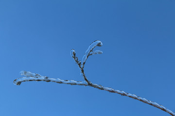 Branch Coated In Ice After Winter Ice Storm