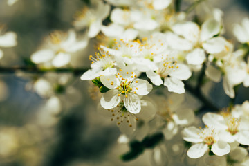 white flowers of a tree