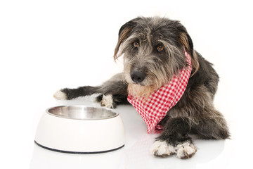 FUNNY DOG EATING FOOD. SHEEPDOG  WEARING A CHECKERED NAPKIN LYING DOWN NEXT TO A EMPTY BOWL....