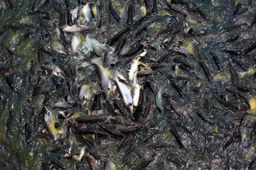 many Pangasius fish at river front of temple in Thailand