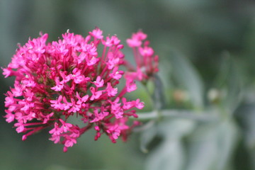 pink flower
