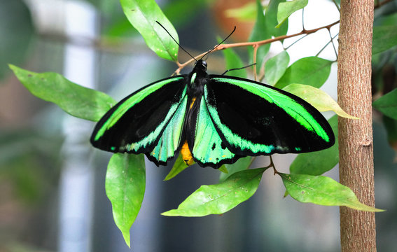 An adult male Cairns birdwing butterfly (Ornithoptera euphorion) resting on a leaf.