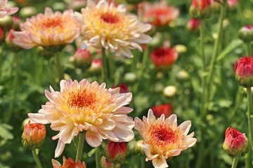 Chrysanthemum flower in tropical