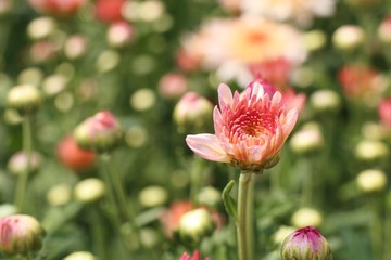 Chrysanthemum flower in tropical
