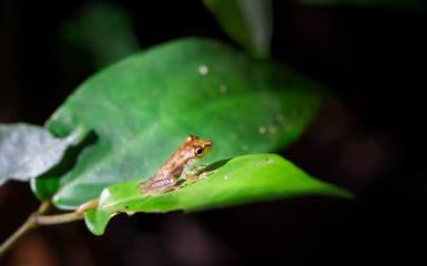 A young olive-snouted treefrog (Scinax elaeochrous) sits on a sunlit leaf in the dark jungle. Tortuguero National Park, Costa Rica.