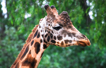 Closeup of the head of a giraffe.