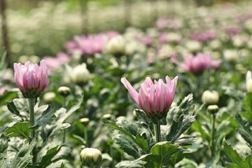Chrysanthemum flower in tropical