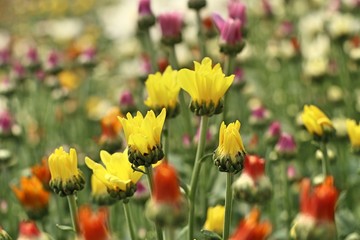 Chrysanthemum flower in tropical