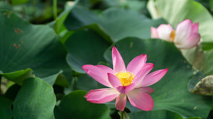 East Indian Lotus in the pond