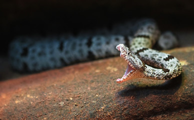 A rock rattlesnake (Crotalus lepidus) mid-strike, with fangs and inner mouth visible.
