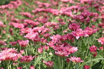 Chrysanthemum flower in tropical