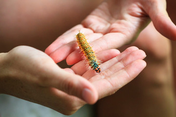 A person holds a large colorful caterpillar in Costa Rica.