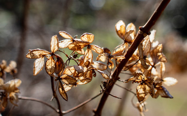 arboretum