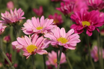 Obraz premium Chrysanthemum flower in tropical