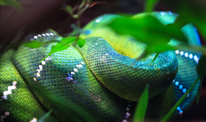An emerald tree boa (Corallus caninus) sleeping on a branch among vegetation.
