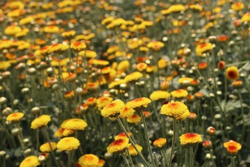 Chrysanthemum flower in tropical