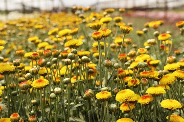 Chrysanthemum flower in tropical