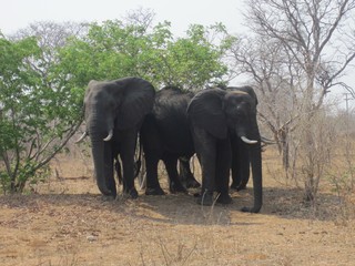 elephant in chobe park