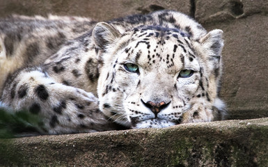 An adult snow leopard (Panthera uncia) resting.