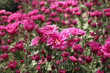 Obraz premium Chrysanthemum flower in tropical