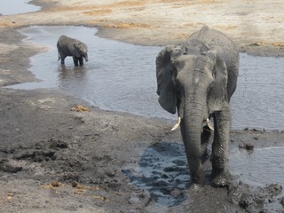 elephants in water
