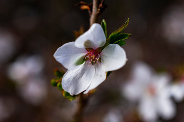 arboretum