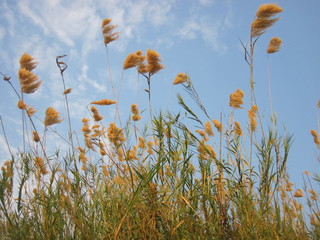 field of tall golden grass