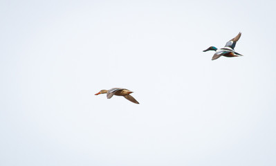 Obraz premium A male and female northern shoveler (Anas clypeata) in flight at Whixall Moss in Shropshire, England.
