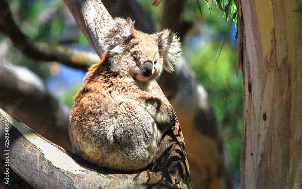 Wall mural an adult koala (phascolarctos cinereus) resting in a eucalyptus tree in the you yangs regional park,