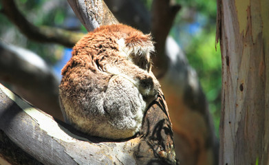 An adult koala (Phascolarctos cinereus) sleeping in a eucalyptus tree in the You Yangs Regional Park, Victoria, Australia.