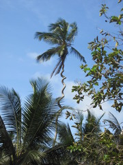 twistwed palm tree
