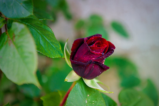Rose black baccara - very fragrant flower