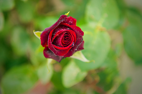 Rose black baccara - very fragrant flower
