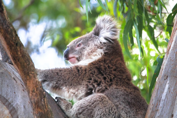 An adult koala (Phascolarctos cinereus) in a eucalyptus tree in the You Yangs Regional Park, Victoria, Australia.