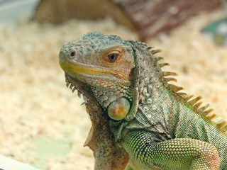 Fototapeta premium beautiful lizard scaly with a tail green.