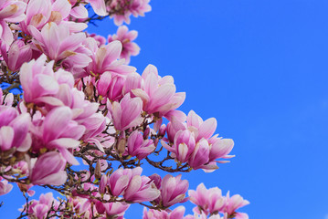 magnolia flowers blooming - obrazy, fototapety, plakaty